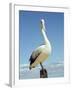 Australian Pelican, Pelecanus Conspicillatus, Shark Bay, Western Australia, Australia, Pacific-Ann & Steve Toon-Framed Photographic Print