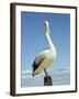 Australian Pelican, Pelecanus Conspicillatus, Shark Bay, Western Australia, Australia, Pacific-Ann & Steve Toon-Framed Photographic Print