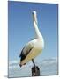 Australian Pelican, Pelecanus Conspicillatus, Shark Bay, Western Australia, Australia, Pacific-Ann & Steve Toon-Mounted Photographic Print