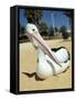 Australian Pelican (Pelecanus Conspicillatus), Shark Bay, Western Australia, Australia-Steve & Ann Toon-Framed Stretched Canvas