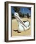 Australian Pelican (Pelecanus Conspicillatus), Shark Bay, Western Australia, Australia-Steve & Ann Toon-Framed Photographic Print