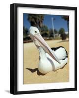 Australian Pelican (Pelecanus Conspicillatus), Shark Bay, Western Australia, Australia-Steve & Ann Toon-Framed Photographic Print