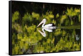 Australian Pelican reflected in a lake,  Australia-Mark A Johnson-Framed Stretched Canvas