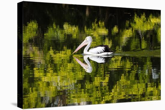 Australian Pelican reflected in a lake,  Australia-Mark A Johnson-Stretched Canvas