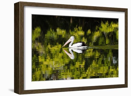 Australian Pelican reflected in a lake,  Australia-Mark A Johnson-Framed Photographic Print