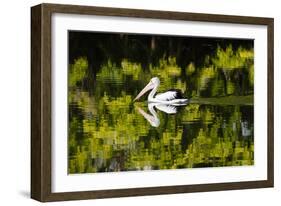 Australian Pelican reflected in a lake,  Australia-Mark A Johnson-Framed Photographic Print