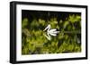 Australian Pelican reflected in a lake,  Australia-Mark A Johnson-Framed Photographic Print