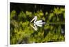 Australian Pelican reflected in a lake,  Australia-Mark A Johnson-Framed Photographic Print