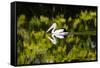 Australian Pelican reflected in a lake,  Australia-Mark A Johnson-Framed Stretched Canvas