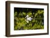 Australian Pelican reflected in a lake,  Australia-Mark A Johnson-Framed Photographic Print