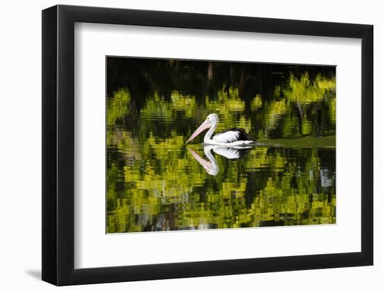 Australian Pelican reflected in a lake,  Australia-Mark A Johnson-Framed Photographic Print