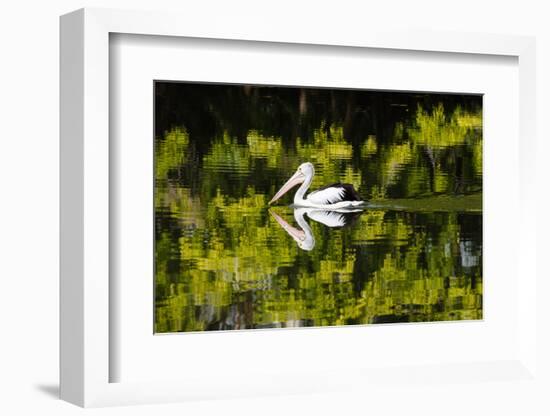 Australian Pelican reflected in a lake,  Australia-Mark A Johnson-Framed Photographic Print