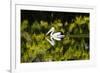 Australian Pelican reflected in a lake,  Australia-Mark A Johnson-Framed Photographic Print