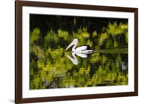 Australian Pelican reflected in a lake,  Australia-Mark A Johnson-Framed Photographic Print