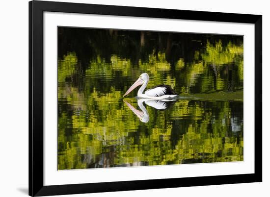 Australian Pelican reflected in a lake,  Australia-Mark A Johnson-Framed Photographic Print