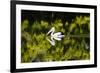 Australian Pelican reflected in a lake,  Australia-Mark A Johnson-Framed Photographic Print