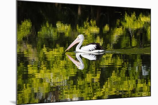 Australian Pelican reflected in a lake,  Australia-Mark A Johnson-Mounted Photographic Print
