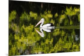 Australian Pelican reflected in a lake,  Australia-Mark A Johnson-Mounted Photographic Print