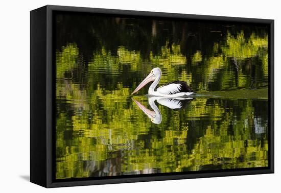 Australian Pelican reflected in a lake,  Australia-Mark A Johnson-Framed Stretched Canvas