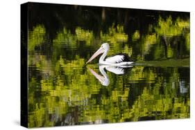 Australian Pelican reflected in a lake,  Australia-Mark A Johnson-Stretched Canvas