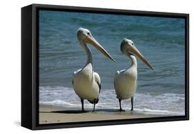 Australian Pelican Two Birds at Wateros Edge-null-Framed Stretched Canvas