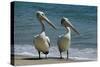 Australian Pelican Two Birds at Wateros Edge-null-Stretched Canvas