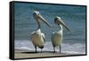 Australian Pelican Two Birds at Wateros Edge-null-Framed Stretched Canvas