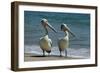 Australian Pelican Two Birds at Wateros Edge-null-Framed Photographic Print