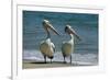 Australian Pelican Two Birds at Wateros Edge-null-Framed Photographic Print