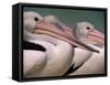 Australian Pelicans, Queensland, Australia-Staffan Widstrand-Framed Stretched Canvas