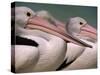 Australian Pelicans, Queensland, Australia-Staffan Widstrand-Stretched Canvas