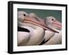 Australian Pelicans, Queensland, Australia-Staffan Widstrand-Framed Photographic Print
