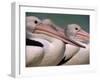 Australian Pelicans, Queensland, Australia-Staffan Widstrand-Framed Photographic Print