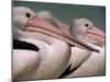 Australian Pelicans, Queensland, Australia-Staffan Widstrand-Mounted Photographic Print