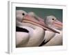 Australian Pelicans, Queensland, Australia-Staffan Widstrand-Framed Photographic Print