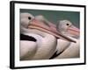 Australian Pelicans, Queensland, Australia-Staffan Widstrand-Framed Photographic Print