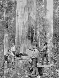 Felling a Blue-Gum Tree in Huon Forest, Tasmania, c.1900, from 'Under the Southern Cross -?-Australian Photographer-Laminated Photographic Print