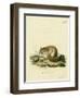 Australian Pygmy Flying Phalanger-null-Framed Giclee Print