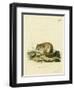 Australian Pygmy Flying Phalanger-null-Framed Giclee Print