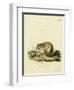 Australian Pygmy Flying Phalanger-null-Framed Giclee Print