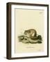 Australian Pygmy Flying Phalanger-null-Framed Giclee Print