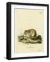 Australian Pygmy Flying Phalanger-null-Framed Giclee Print