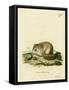 Australian Pygmy Flying Phalanger-null-Framed Stretched Canvas