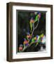 Australian Rainbow Lorikeets-null-Framed Art Print