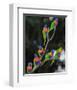 Australian Rainbow Lorikeets-null-Framed Art Print