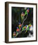 Australian Rainbow Lorikeets-null-Framed Art Print