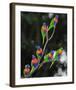 Australian Rainbow Lorikeets-null-Framed Art Print