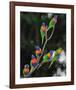 Australian Rainbow Lorikeets-null-Framed Art Print