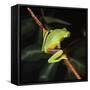 Australian Red-Eyed Treefrog Back View on Branch-null-Framed Stretched Canvas