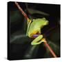 Australian Red-Eyed Treefrog Back View on Branch-null-Stretched Canvas